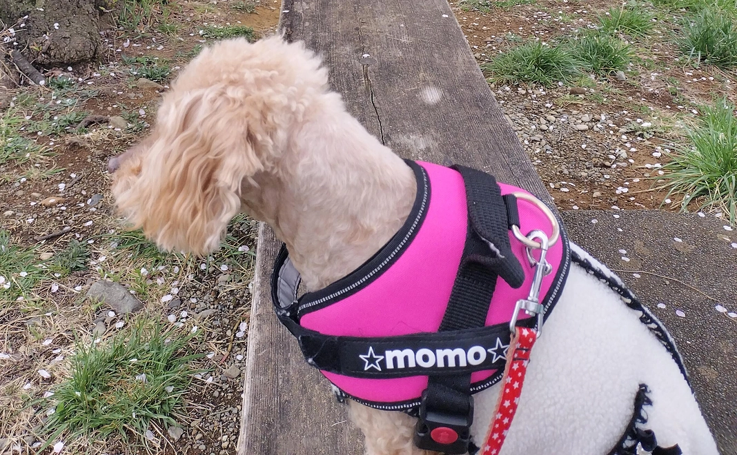 感謝のメールと治療の内容、術後のご報告。500円コース