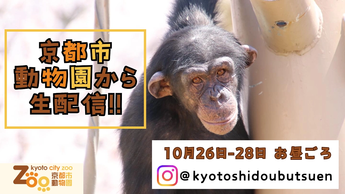 【お見逃しなく！】10/28(月) ｜インスタライブ配信のお知らせ