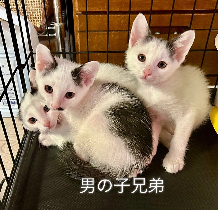 保護猫命名権コースご支援　保護猫さん達のご紹介でーす❣️