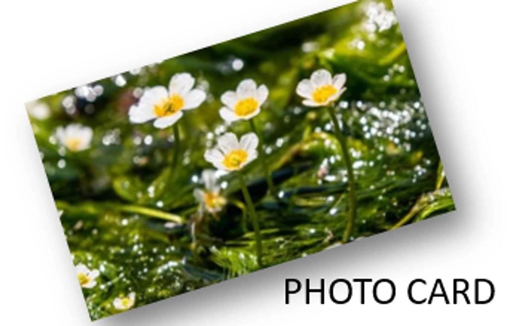 PHOTO CARD(梅花藻)