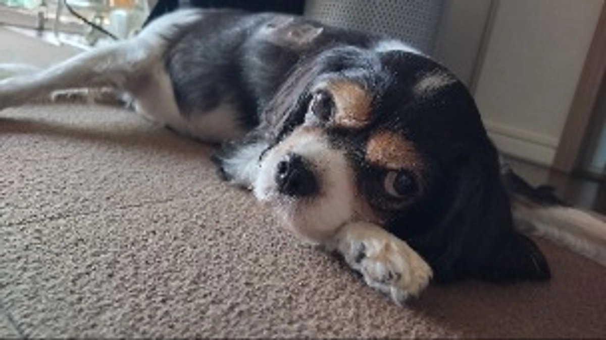 本日、11月17日23時まで