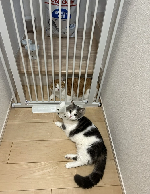 なかなか会えなそう…