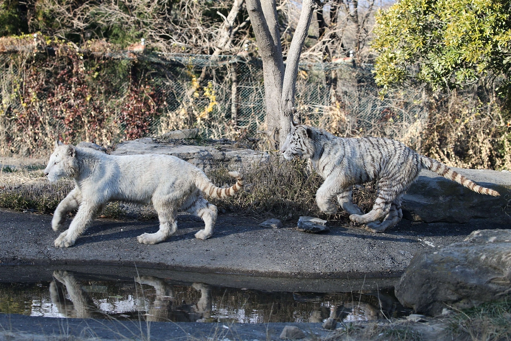 12月22日(金) 進捗報告・動物紹介〜双子のホワイトタイガー〜