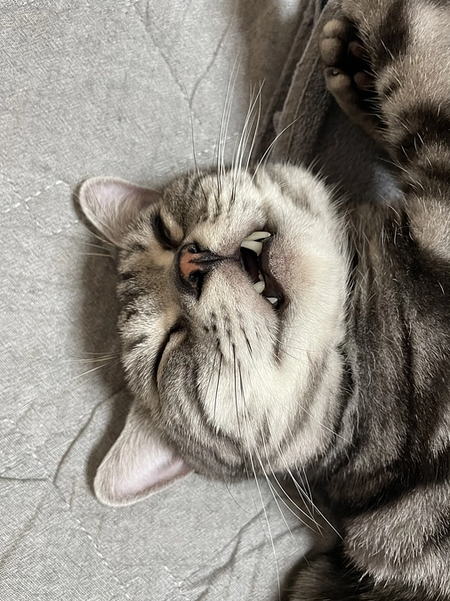 本日の銀時(経過観察7日目)