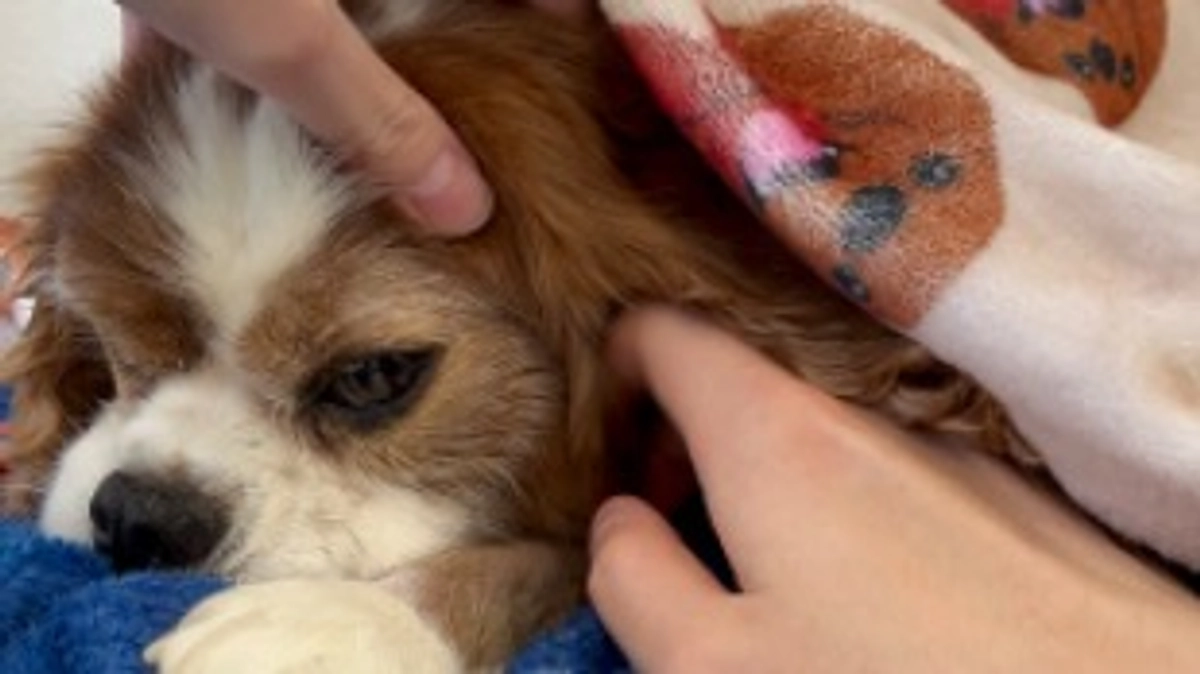 術後20日が経ちました。ゆっくりゆっくり回復中