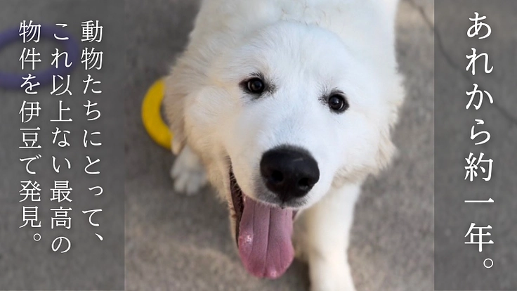 【緊急支援】おっぽの会の悲願「病院近くのシェルター移転」の実現へ! 4枚目