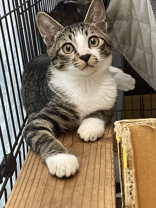 母子猫のご相談