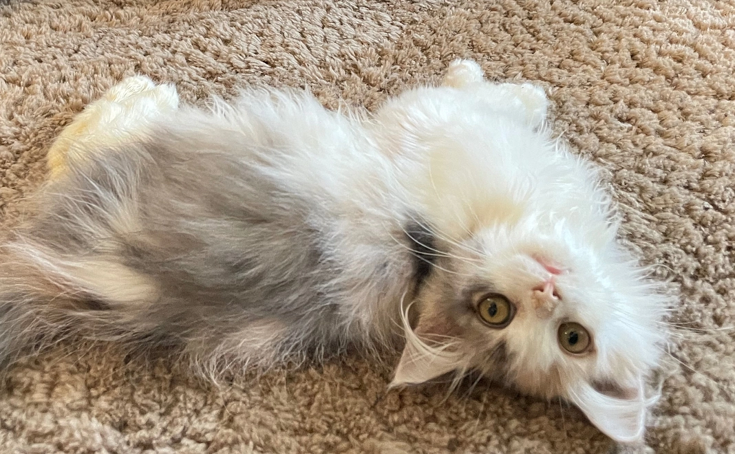 ねるちゃん応援コース【3000円】