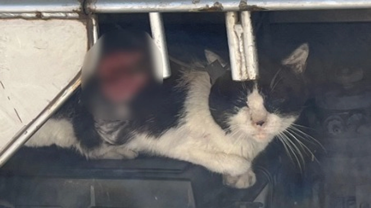 背中に大怪我を負った猫、太郎