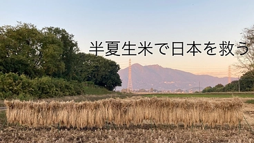 今後の日本の生産者、消費者を救う自然栽培「半夏生米」にご支援を！ のトップ画像
