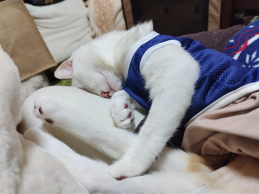 残り3日＆しっぽちゃんファッションショー💃