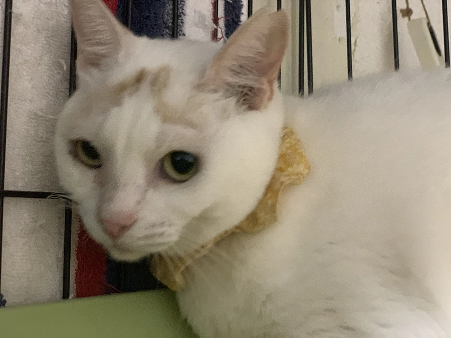 ご支援者様からの応援コメントのご紹介①