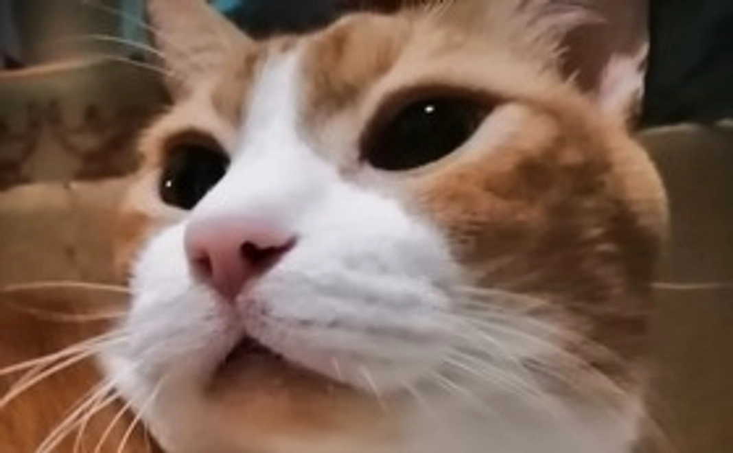 ツナちゃん応援