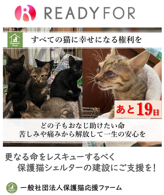 【活動報告】保護猫シェルター建設に伴う応援のお願い（カウントダウン19日！）