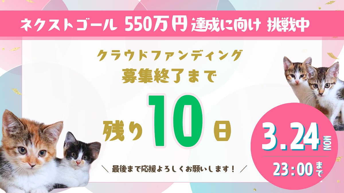 猫にゃんズのプロジェクト終了まで【残り10日】