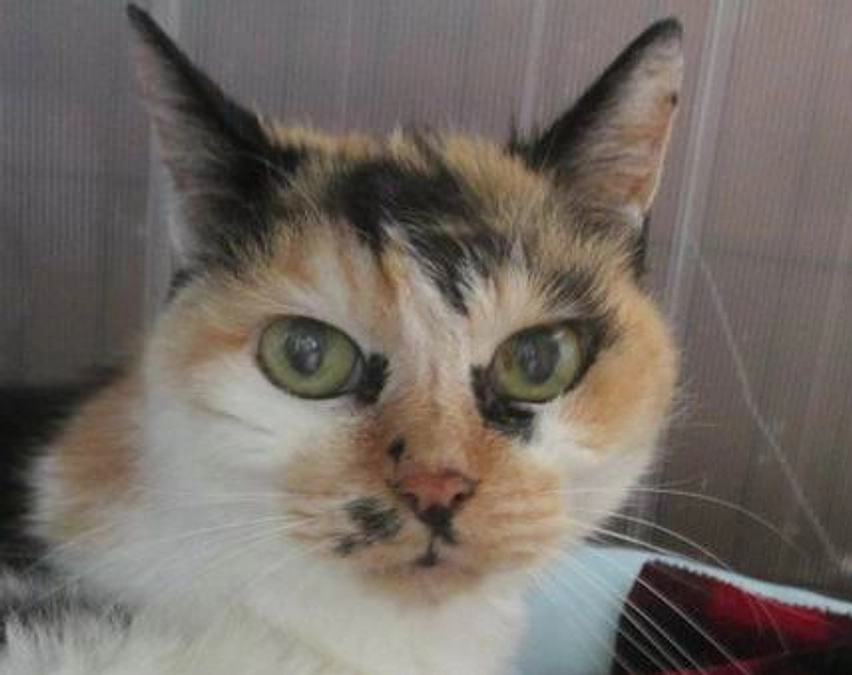 捺梅ちゃんのこと