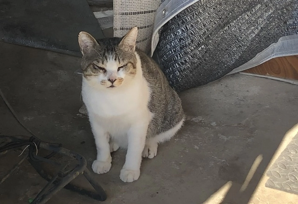 台風後猫たち全頭生存確認