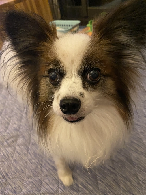 トリュフの最近の様子