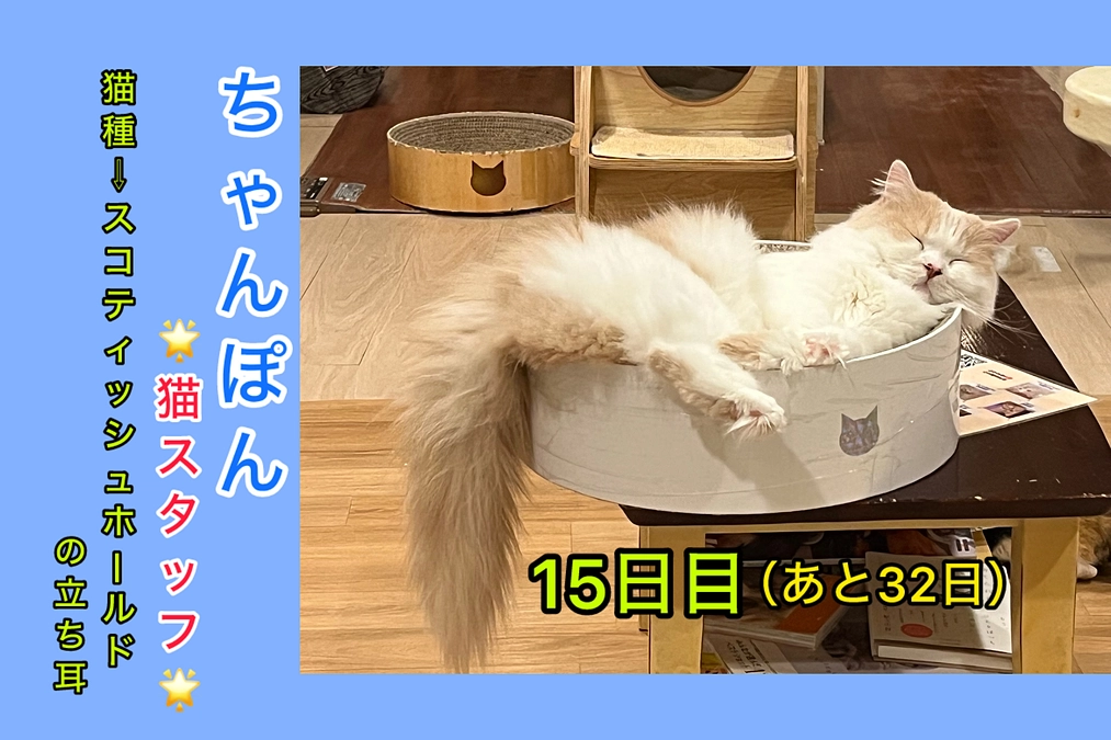 200万円到達間近！皆様ご支援お願いします&募集中の猫たち 其の7（2/27 15日目）