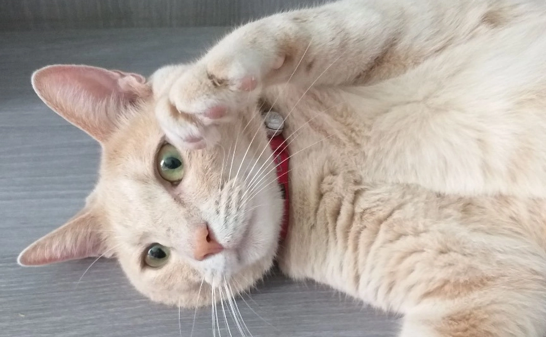 応援コース：3,000円