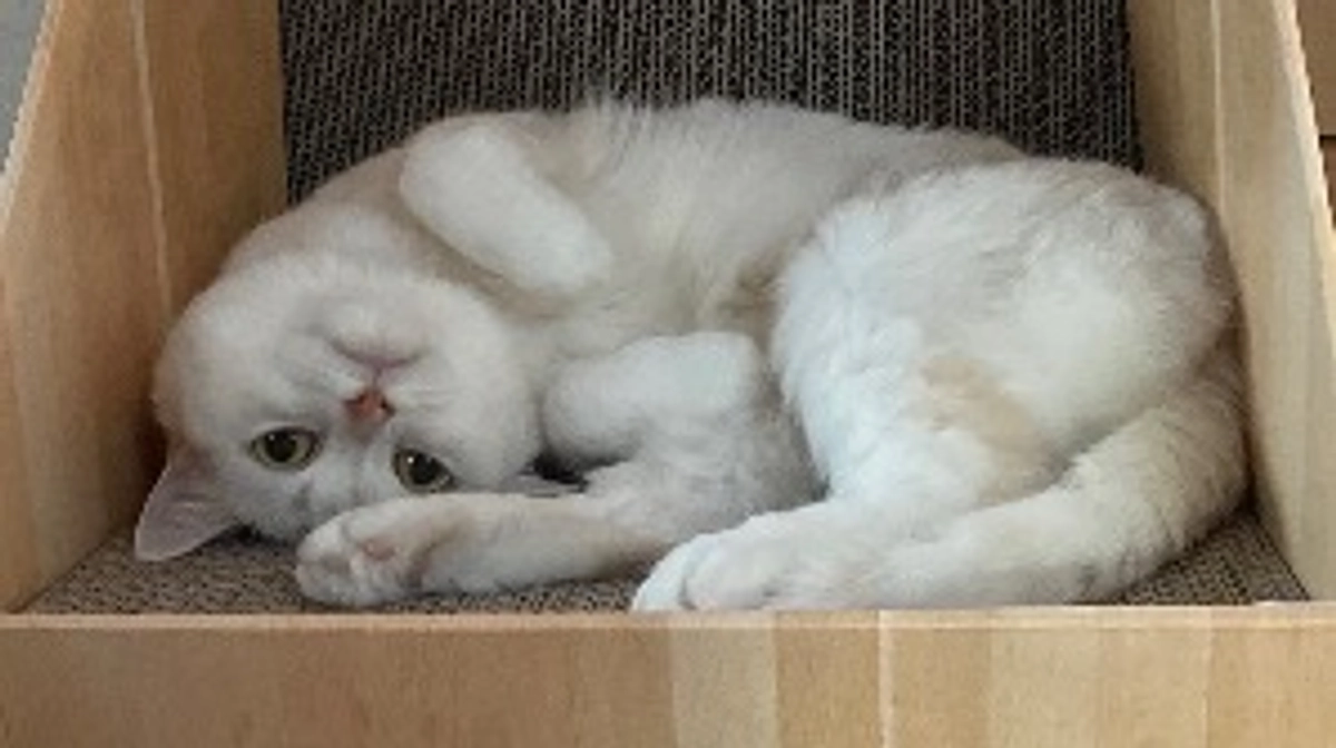 粗相問題&新しい爪研ぎゲット！