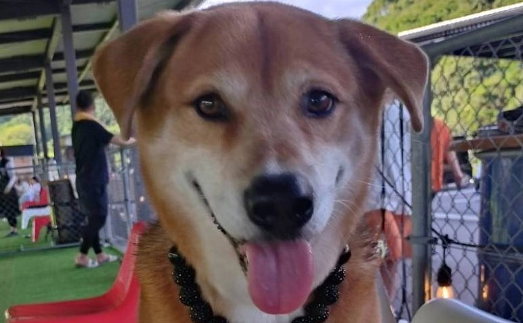 『しっぽを上げて！』サポーターコース（3,000円）