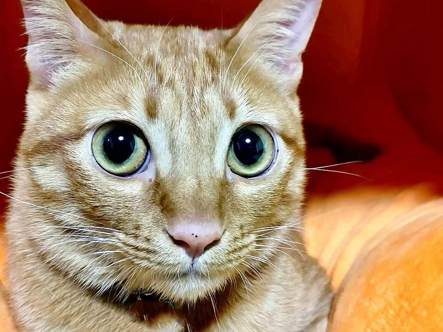 ご挨拶とお願い