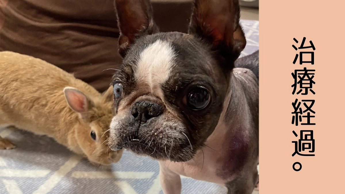 ももちゃん治療経過🍑🐶