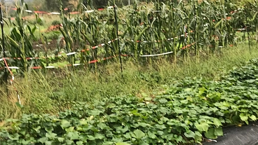 種蒔き作業機を使って野菜栽培を広げたい のトップ画像