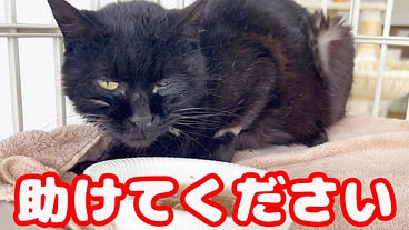 猫の難病FIPにかかった野良猫黒猫くーちゃん助けてください のトップ画像