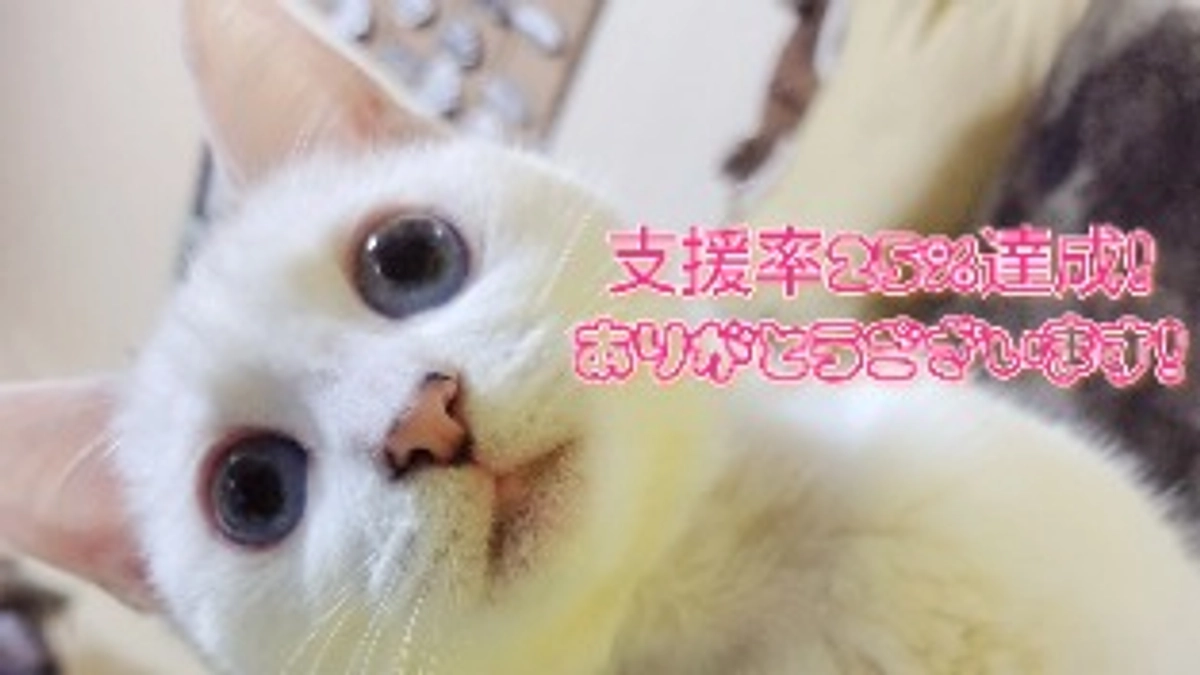 支援率25％達成！ありがとうございます！
