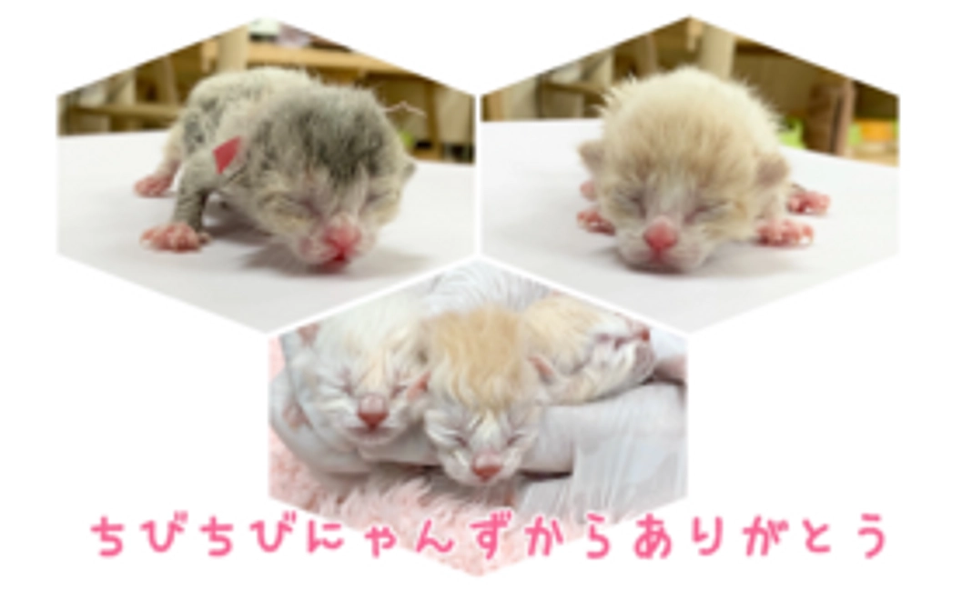 ちびちびにゃんずからありがとう