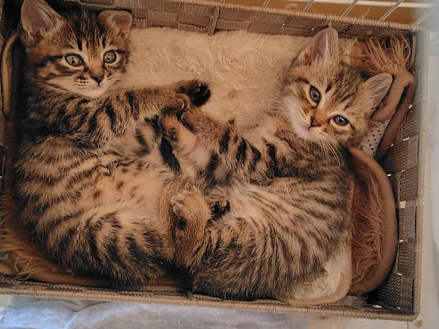 兄妹で卒業🐱🐱