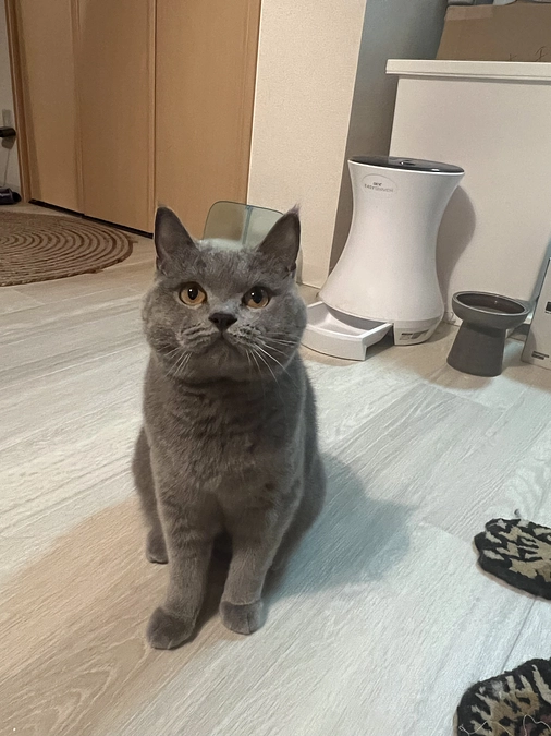 今日のドムくん