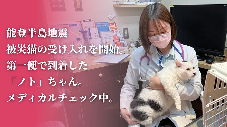 「不幸な猫ゼロ」を目指して。猫たちを救うセーフティネットにご支援を 10枚目