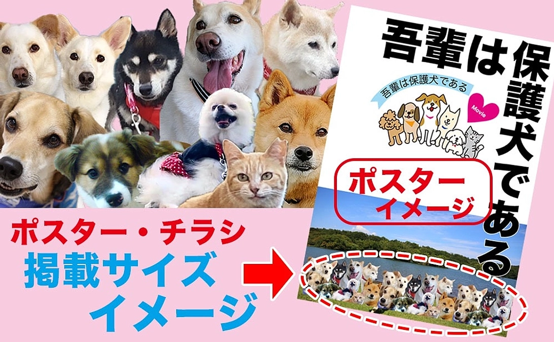 【リターン紹介②】愛猫が映画のポスターに！ポスター掲載コース｜3万8千円