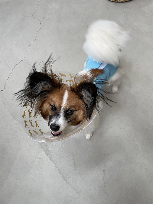 1回目手術　無事終了　抜糸も完了です！