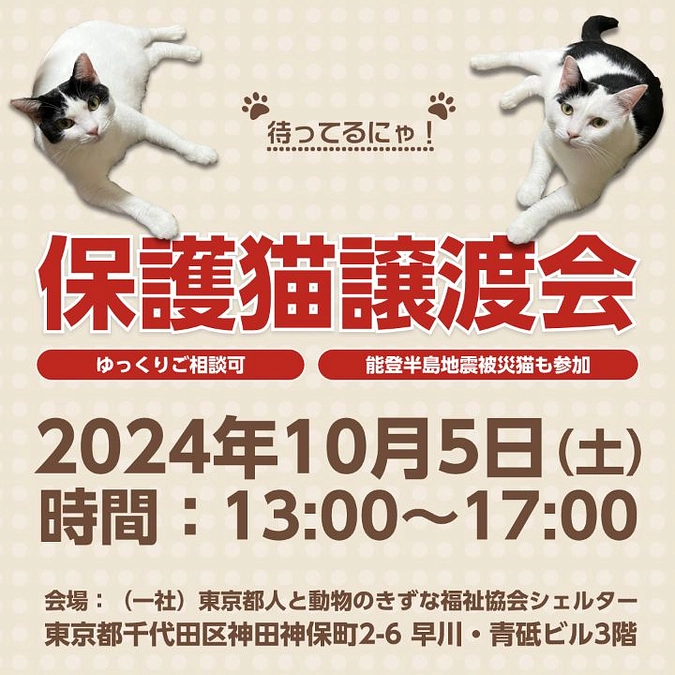 10月5日(土)保護猫譲渡会のお知らせ～能登の被災猫を家族に迎えることも大変重要な被災地支援です！