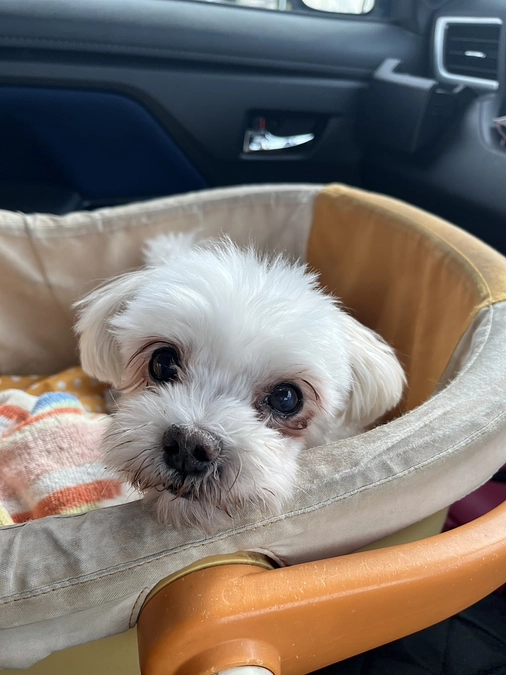 手術の日が決まりました！