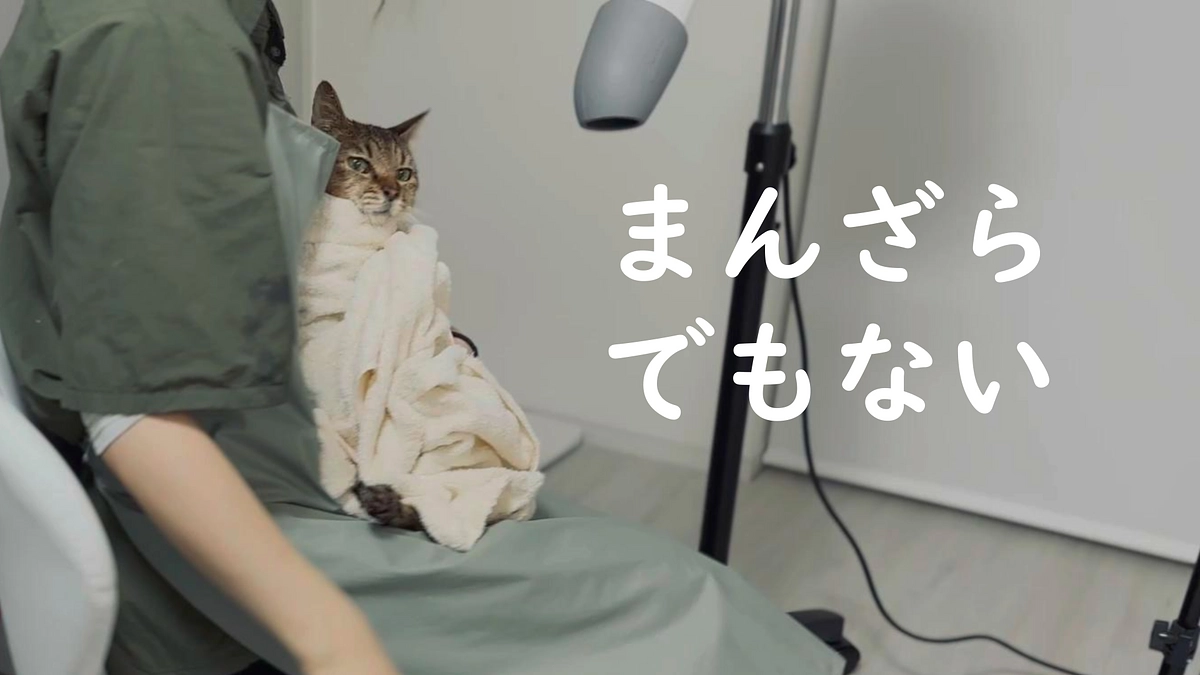 酷い臭いと汚れ、プロに頼ってきました