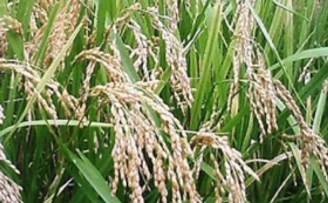 shinohe'sfarmの自然栽培のお米5㎏