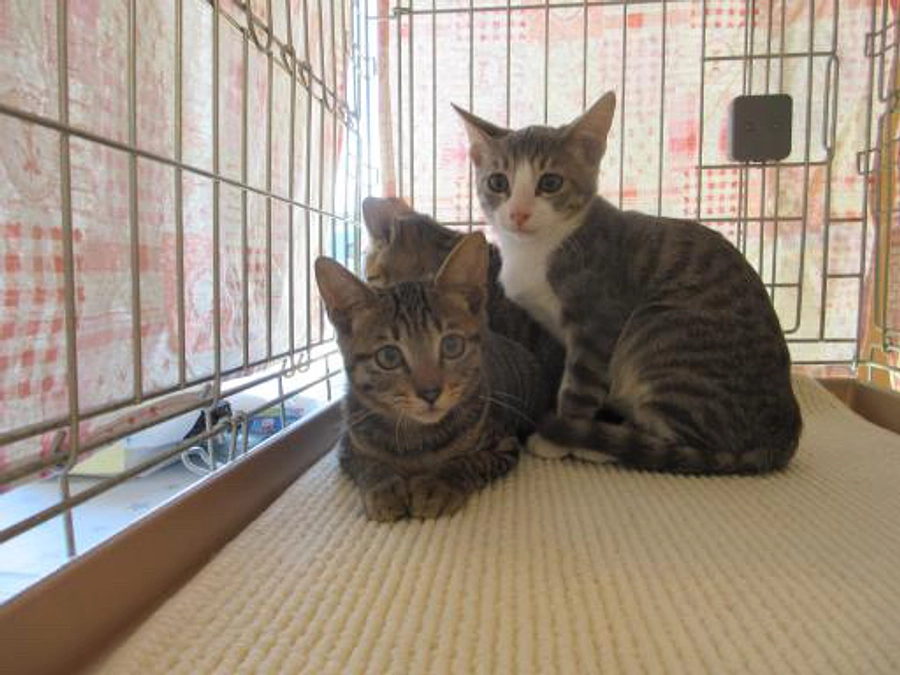 山の中に遺棄された子達…川に子猫を投げ捨てるような人がたくさんの地域です。命の重さは平等なのに。