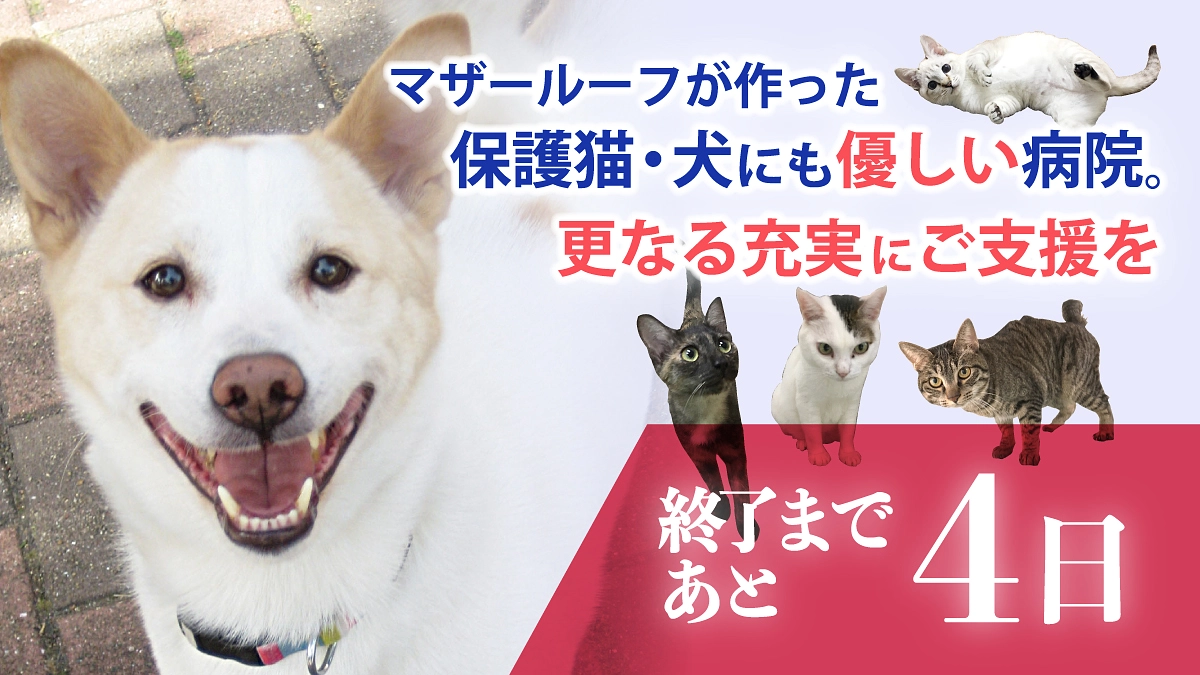 【残り4日！28日までに目指せ250万円！】応援メッセージ感謝！桜咲く春の便りをお届けしたいです