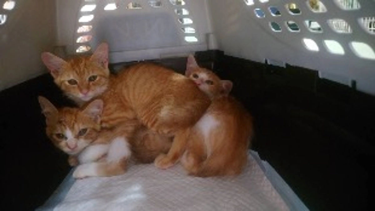 残り3日頑張ります！