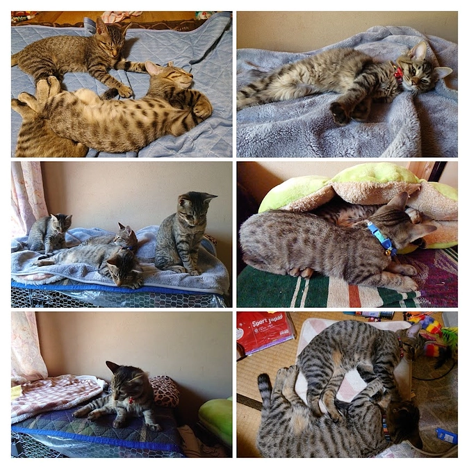 インスタで🐈の爪とぎの提案を頂きました。