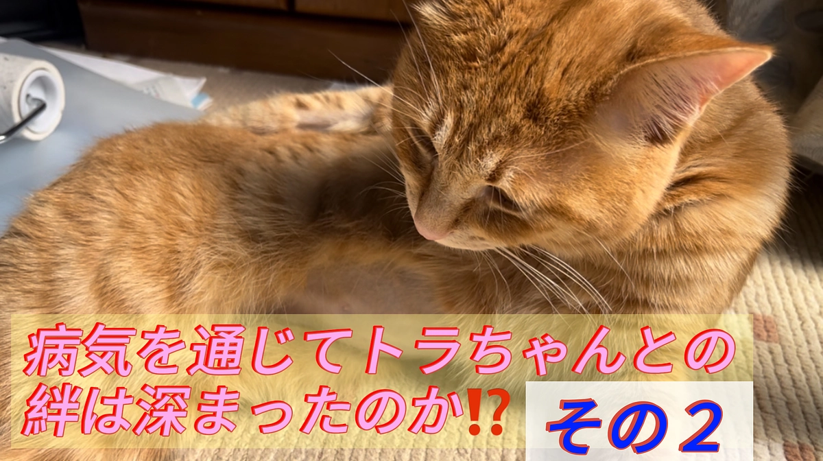 病気を通じてトラちゃんとの絆は深まったのか⁉️ それとも下僕街道まっしぐら⁉️（その２）