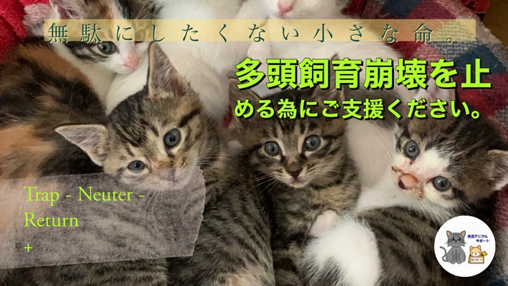 南魚沼市・近隣市町村の多頭飼育現場の猫達に去勢避妊手術と救済を