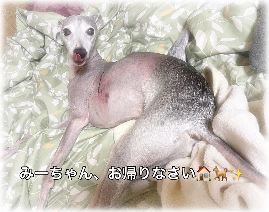 おかえり、みーちゃん🏠🐕