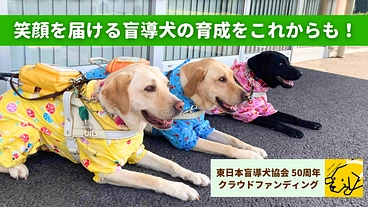 東日本盲導犬協会50周年｜視覚障がい者を支える盲導犬事業にご支援を のトップ画像
