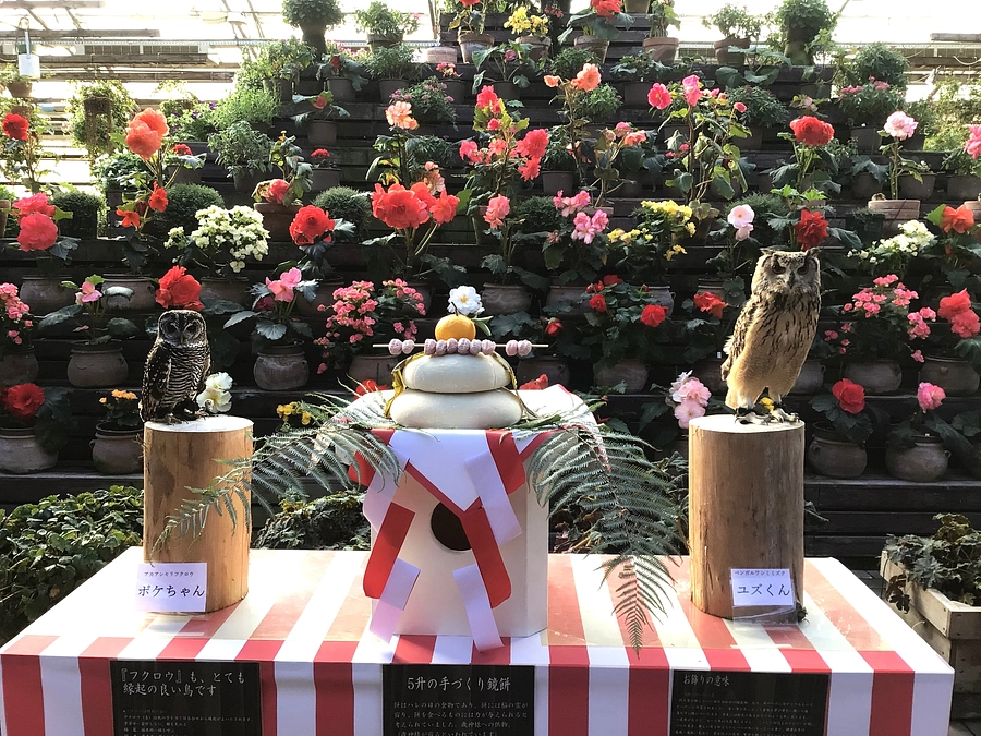 あけましておめでとうございます。今年も富士花鳥園をよろしくお願いします。